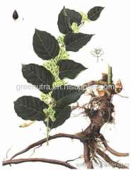 Giant Knotweed Extract Powder