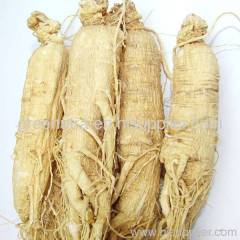 Ginseng Extract Powder