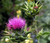 Milk Thistle Extract Powder