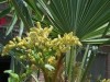 Saw Palmetto Extract Powder