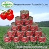 70g*100tins Canned 100% pure tomato paste