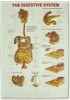 The Digestive System, wall-mounted, 3D