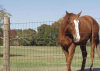 cattle fence field fence grass fence