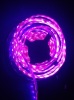 LED strip 3528 60led/m Purple color
