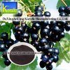 Black Currant Extract(5%-70% Anthocyanin)