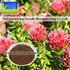 Rhodiola Rosea Extract(Rosavin 1%-5%, Salidrosides 1%-5%)