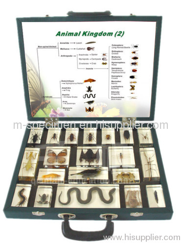 Animal Kingdom (II) Insect collect plastomount embedded specimen