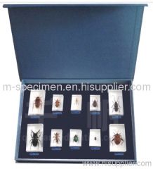 10 Kinds of Pests Plastomount Educational Embedded Specimen