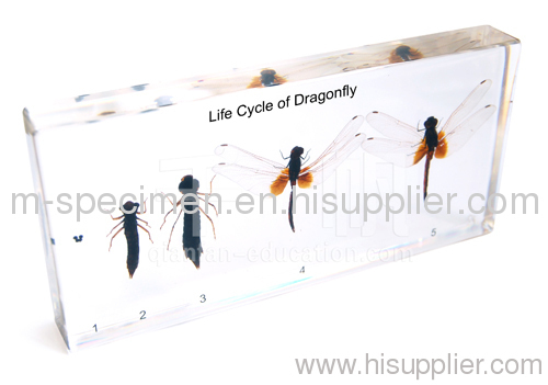 Life Cycle of Dragonfly Plastomount Educational Embedded Specimen