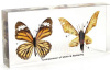 Comparison of Moth & Butterfly Plastomount Educational Embedded Specimen