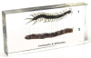 Centipede & Millipede Plastomount Educational Embedded Specimen