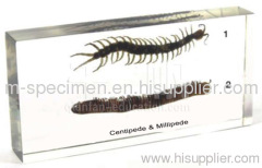 Centipede & Millipede Plastomount Educational Embedded Specimen