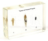 Types of Insect Pupae Plastomount Educational Embedded Specimen