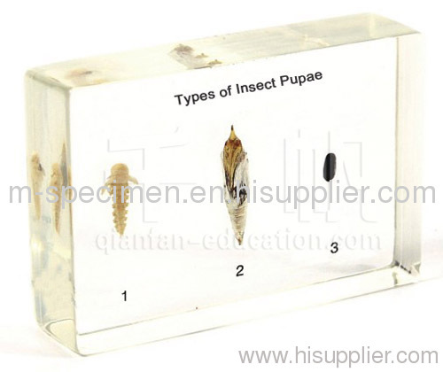 Types of Insect Pupae Plastomount Educational Embedded Specimen