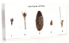 Life Cycle of Pine Embedded Specimen Block