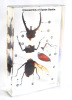 Disassembly of Spade Beetle Teaching Embedded Specimen