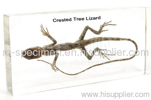 Crested Tree Lizard Plastomount Biology Embedded Speicmen