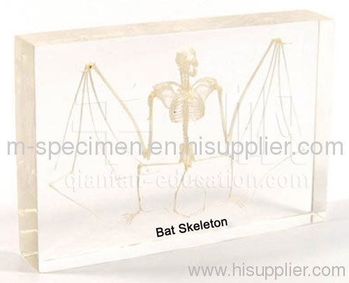 Bat Skeleton Plastomount Embedded display Specimen