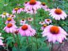 China echinacea purpurea extract