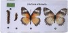 Life Cycle of Butterfly