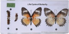 Life Cycle of Butterfly