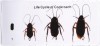 Life Cycle of Cockroach