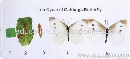 Life Cycle of Cabbage Butterfly