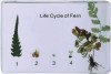 Life Cycle of Fern