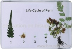 Life Cycle of Fern