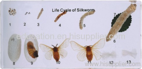 Life Cycle of Silkworm