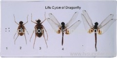 Life Cycle of Dragonfly