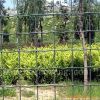 Holland Wire Mesh Fence