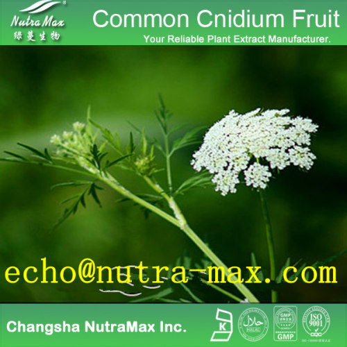 Common Cnidium Fruit Extract 30% Osthole