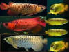 ALL TYPES OF AROWANA FISH
