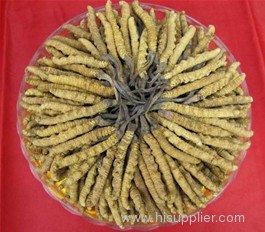 China cordyceps extract