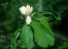 Magnolia Officinalis Extract;honokiol 10% to 65%