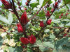 Roselle extract spec: 4-1,10-1;