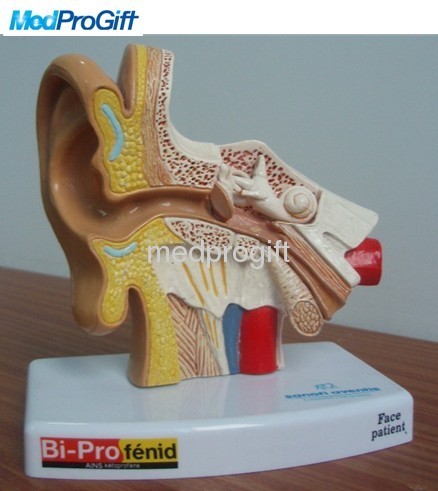 hunman ear anatomy model