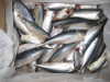 frozen pacific mackerel hgt