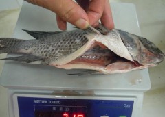 tilapia gutted & scaled, tilapia gs