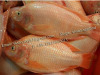 Offer Frozen Red Tilapia Fish (Oreochromis Niloticus, Oreochromis Mossambicus)