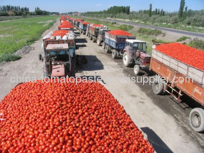 First Class quality tomato paste for america market