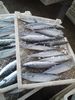 Frozen Spanish mackerel Whole round W/R (Latin name:Scomberomorus niphonius)