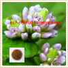 100% Natural Knotweed Herb Extract 8:1