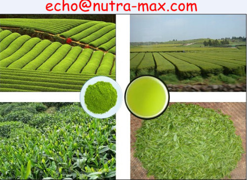 Green Tea Extract 20% L-Theanine