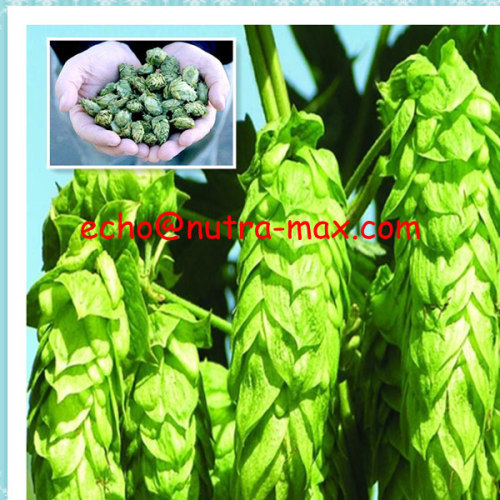 100% Natural Hop Flower extract 4%, 5% Xanthohumol