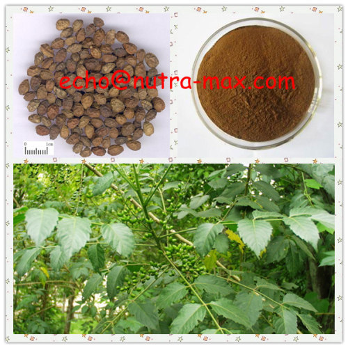 100% Natural Java brucea Extract10:1