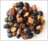 Afzelia xylocarpa Kurz Craib - Teak seeds, Black wood, Siamese Rosewood, Rosewood - Agarharvest