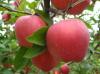 fresh red star apple