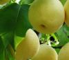 fresh shaanxi su pear